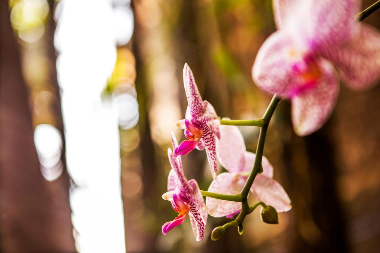 Pousada Palmeira Imperial パラチ エクステリア 写真