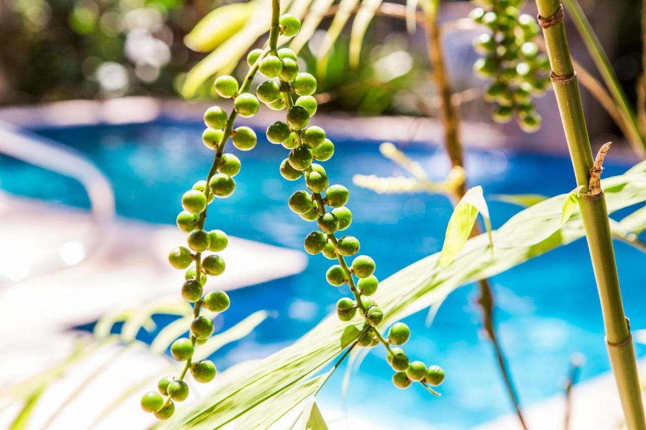 Pousada Palmeira Imperial パラチ エクステリア 写真